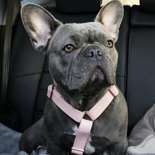 Baby Pink Harness